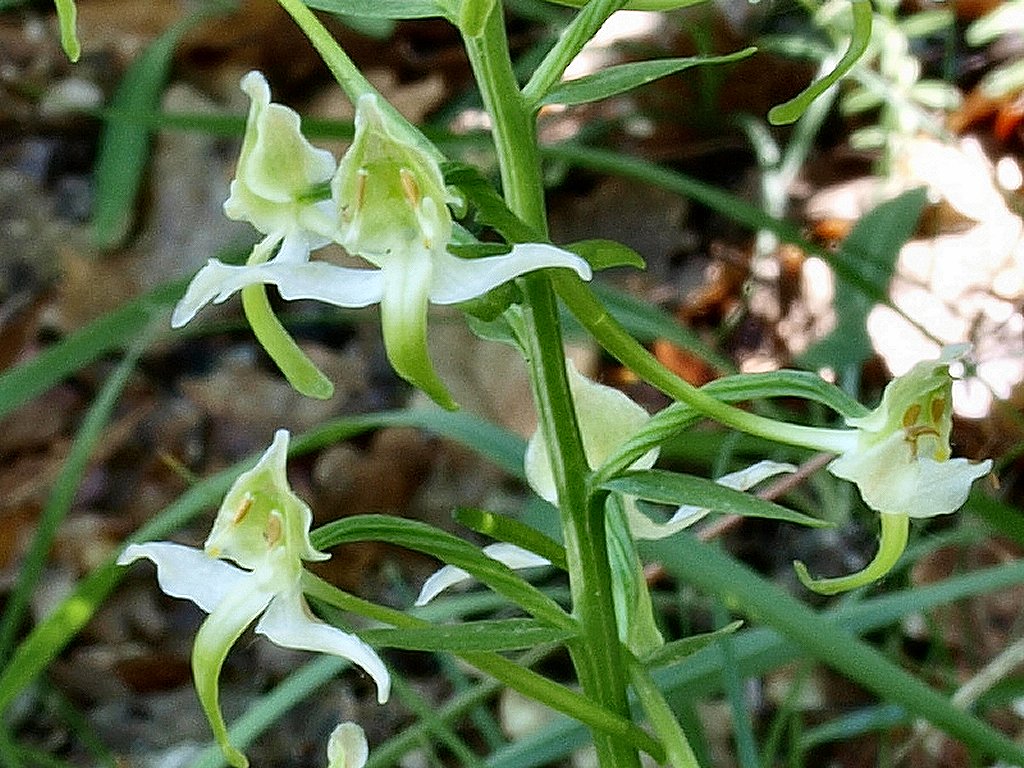 Platanthera